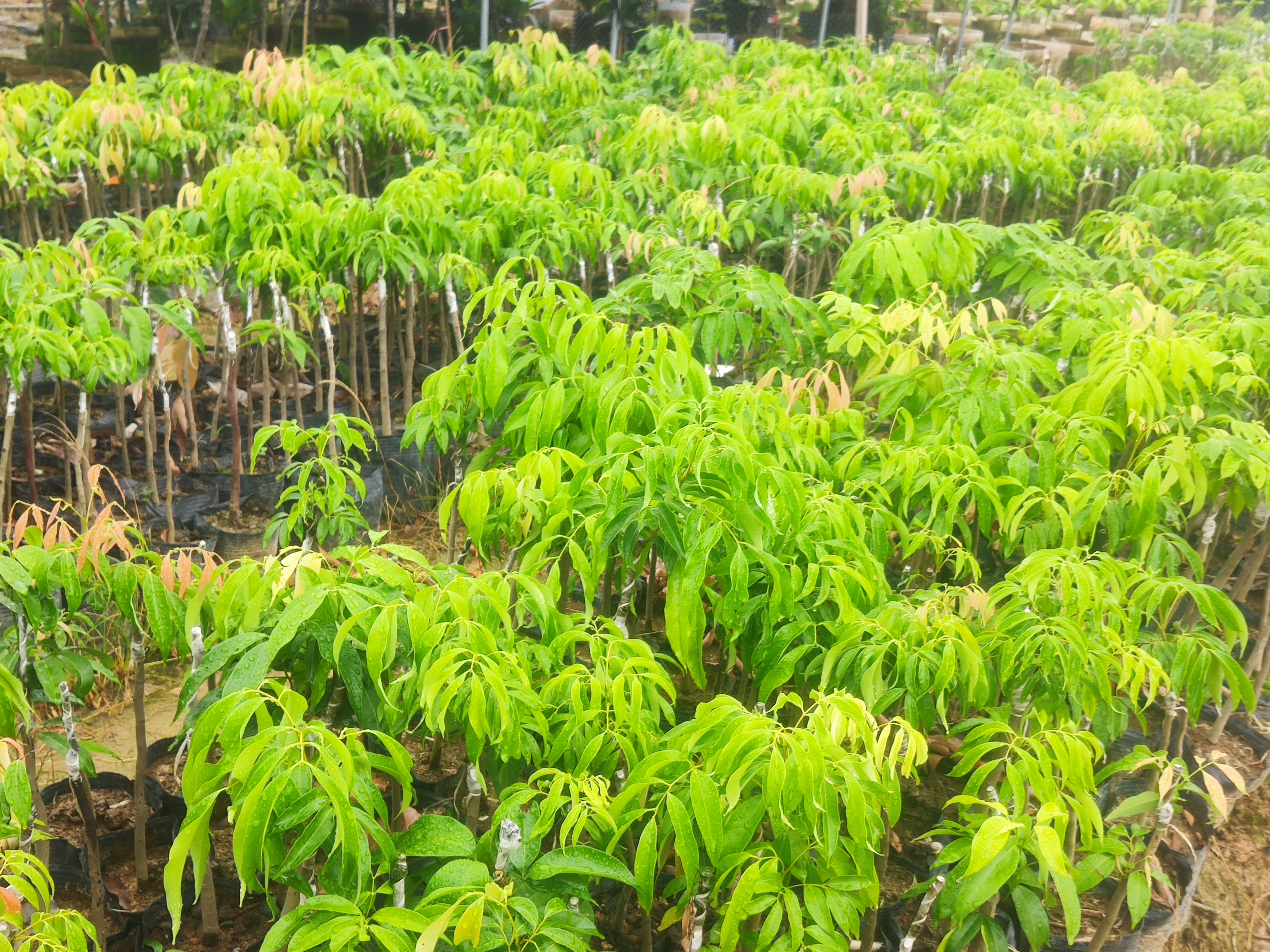 妃子笑荔枝苗  精品嫁接蜜丁香、妃子笑荔枝黑杯苗