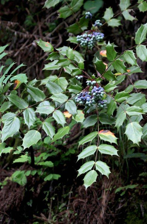  十大功劳，大老鼠刺，襄阳一手货源，需要的提前预定！