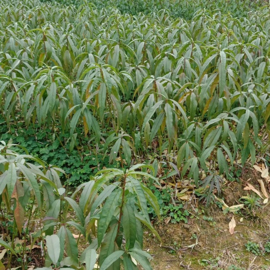 荔浦市鹰嘴蜜桃苗 鹰嘴桃苗，品种保证