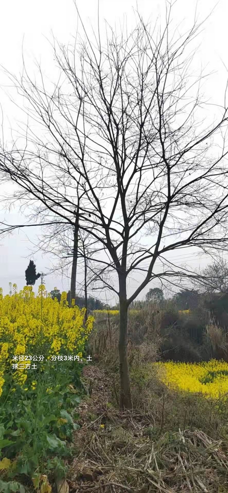 小叶朴 朴树
