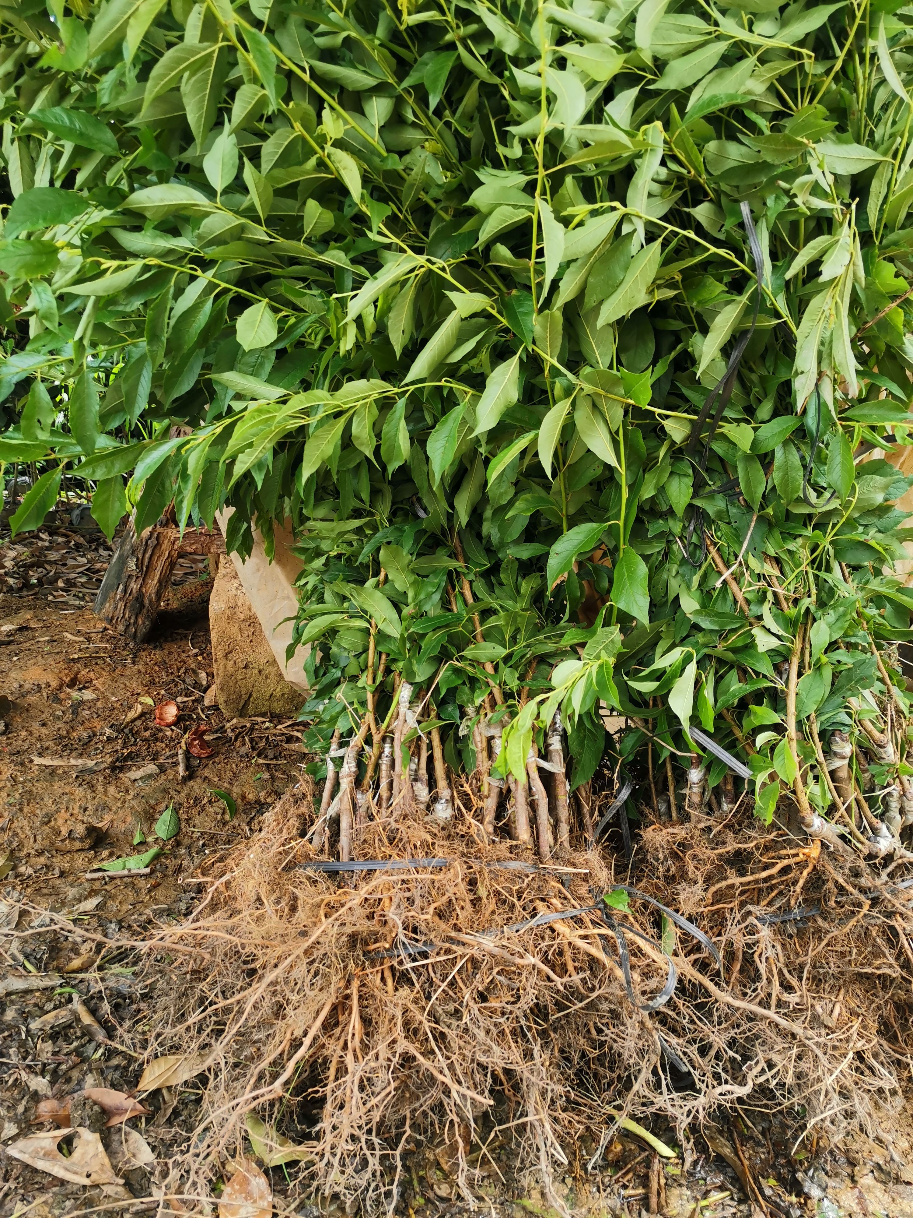 鹰嘴蜜桃苗 鹰嘴桃苗，品种保证