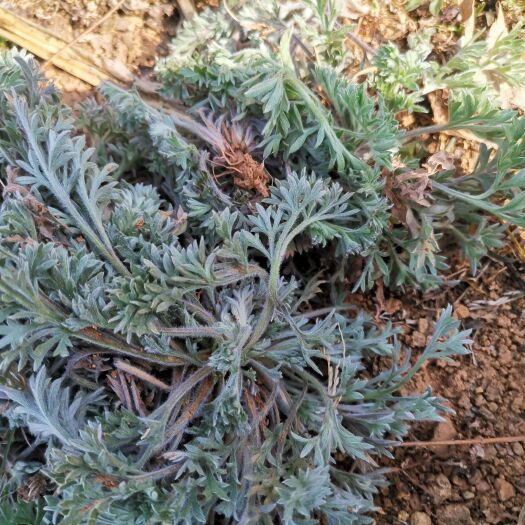 山野菜 新鲜野菜茵陈白蒿现挖现发时令野菜新鲜白蒿食用