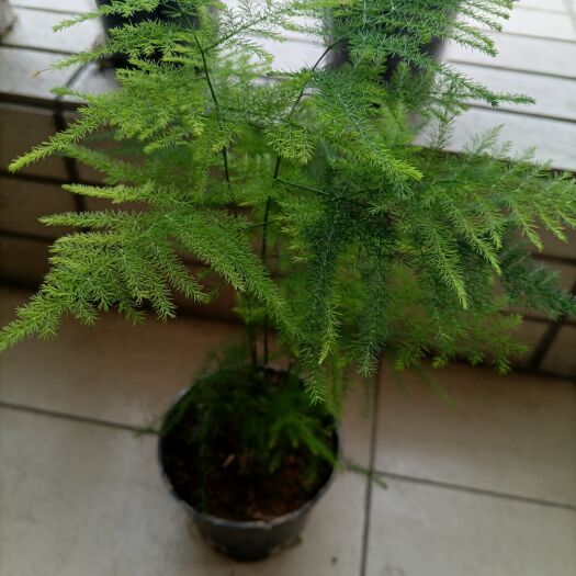 广州文竹盆栽植物净化空气室内办公室花卉盆景四季常青绿植
