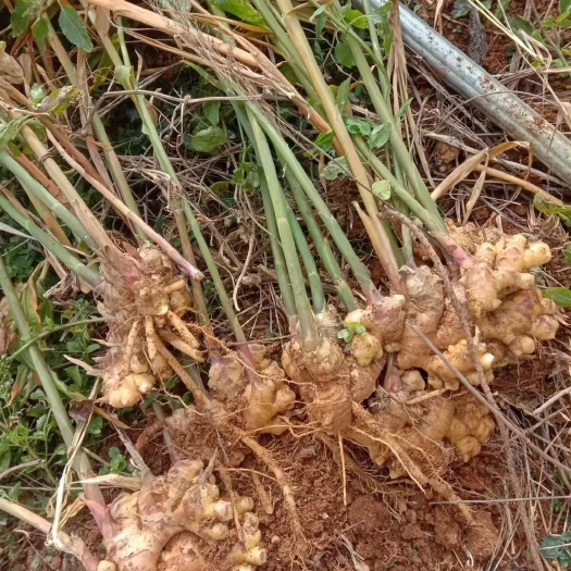龙岩二黄姜 生姜，