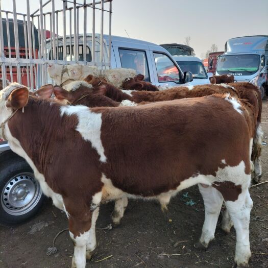 威宁县肉牛 500-800斤 公母混合 牛犊 6-7月龄 