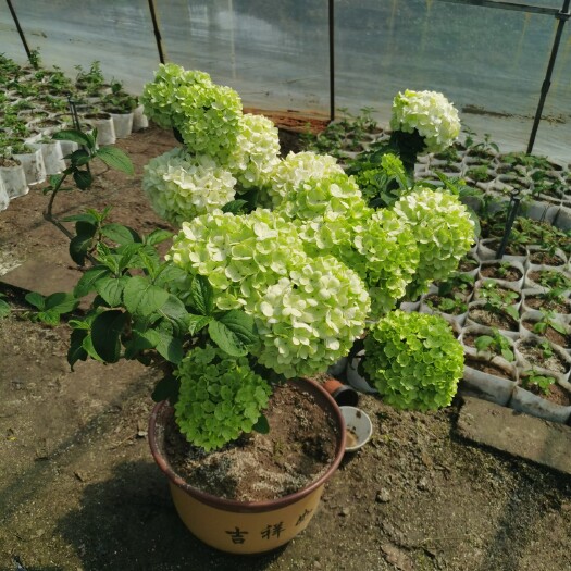 郯城县中华木绣球斗球造型精品树