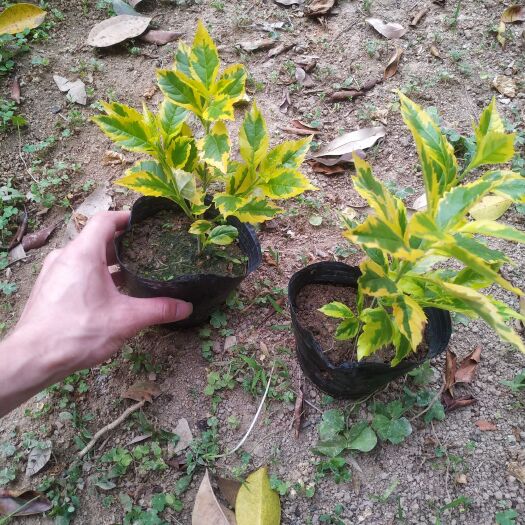 普宁市金边连翘苗 金边连翘