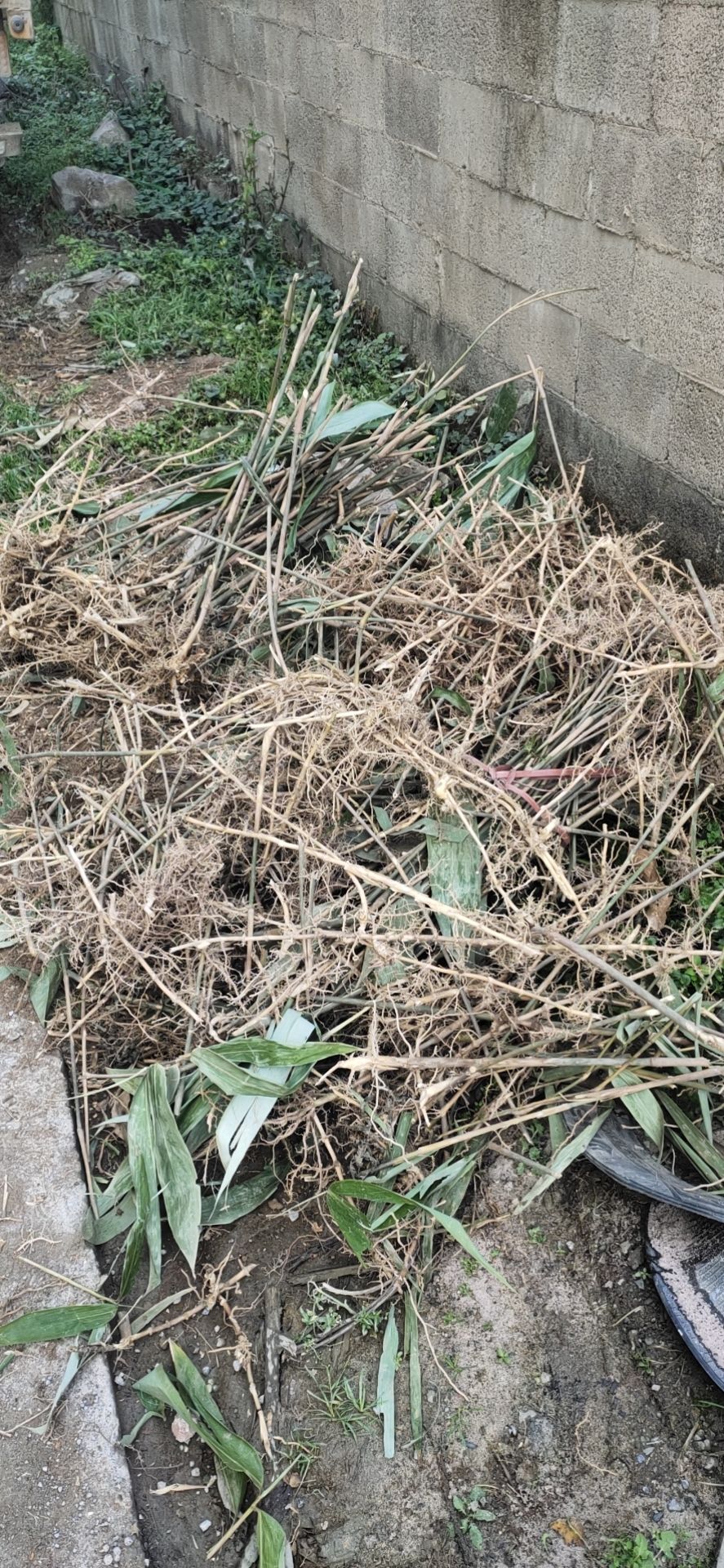 2025年新货粽叶/箬叶根苗
品质好（包回收）经济效益高