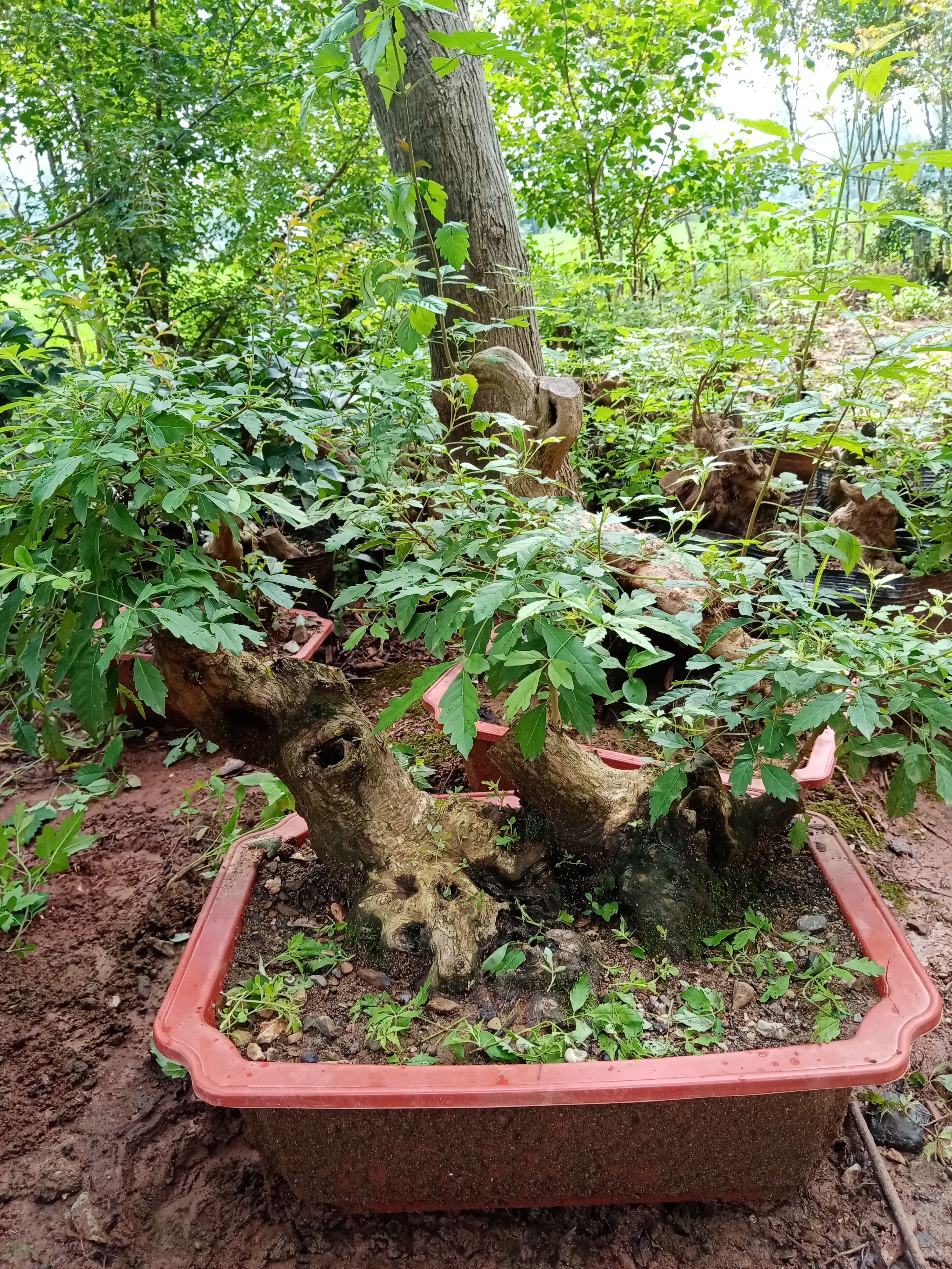 黄荆盆景素材桩，黄荆古桩盆景碳化镂空舍利于一体