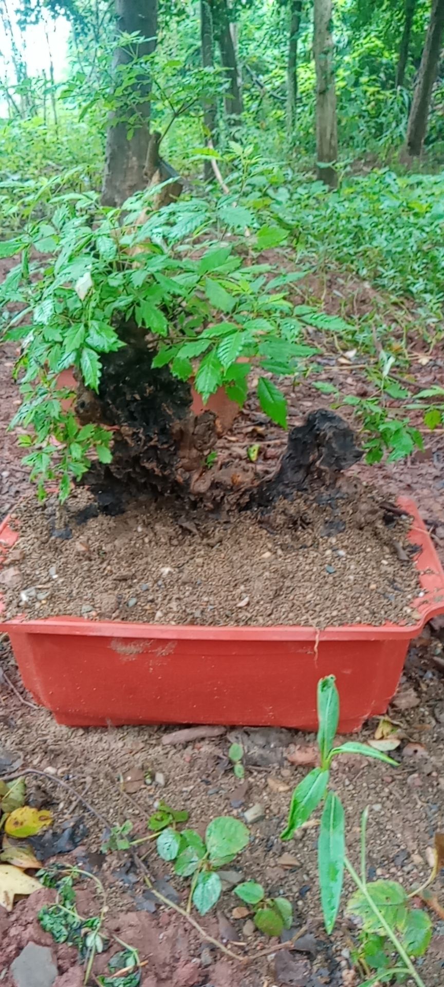 黄荆盆景素材桩，黄荆古桩盆景碳化镂空舍利于一体