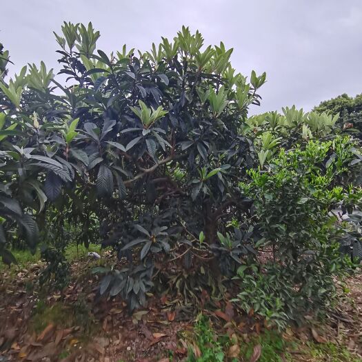 眉山枇杷树苗 枇杷树绿化工程用，农户种植用