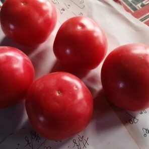 菏泽 硬粉西红柿，肉质饱满，鲜嫩多汁，营养丰富，甜度高，红度好。