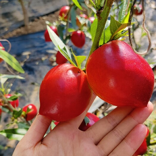 瓦房店市红油桃 桃子，自家大棚桃子，油桃4号，口感好，脆口，