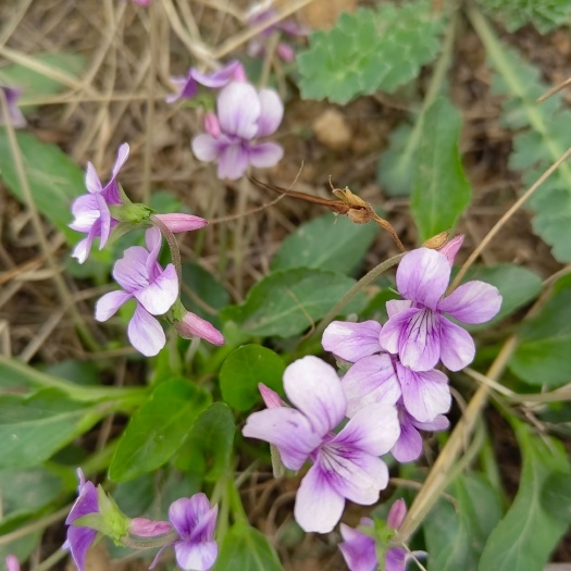 紫花地丁，地丁苗，甜地丁