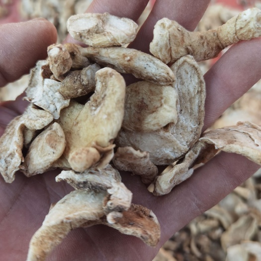 会泽县滇黄精干片，云南滇黄精干片