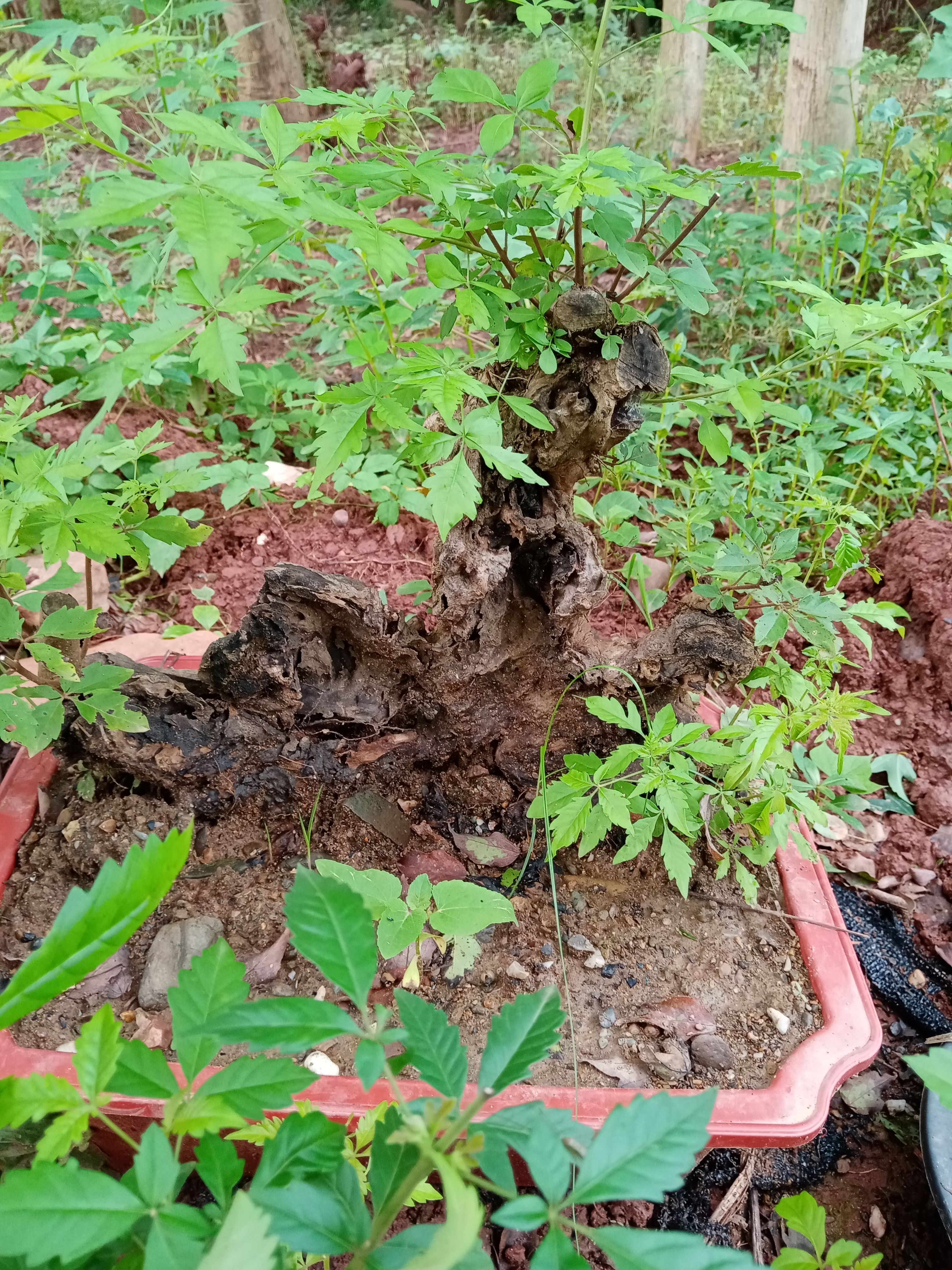 黄荆盆景素材桩，黄荆古桩盆景碳化镂空舍利于一体