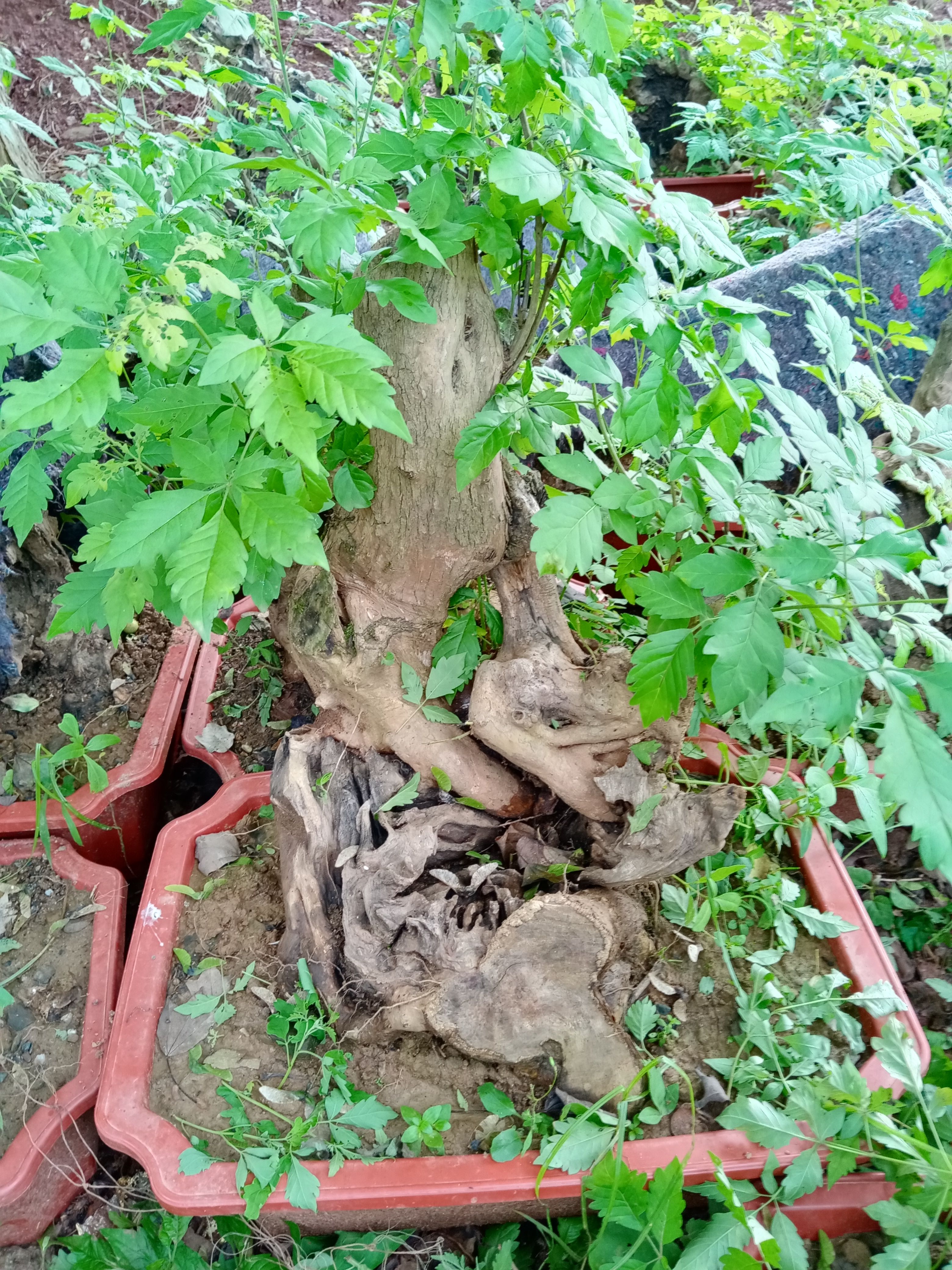 黄荆盆景素材桩，黄荆古桩盆景碳化镂空舍利于一体