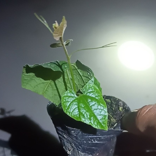 罗汉果苗