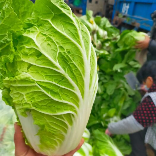 聊城 冷棚黄心菊锦白菜大量供货中