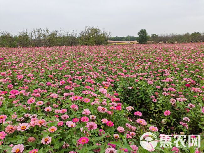 野花组合种子耐旱耐高温四季开花耐寒边坡美化四季种植