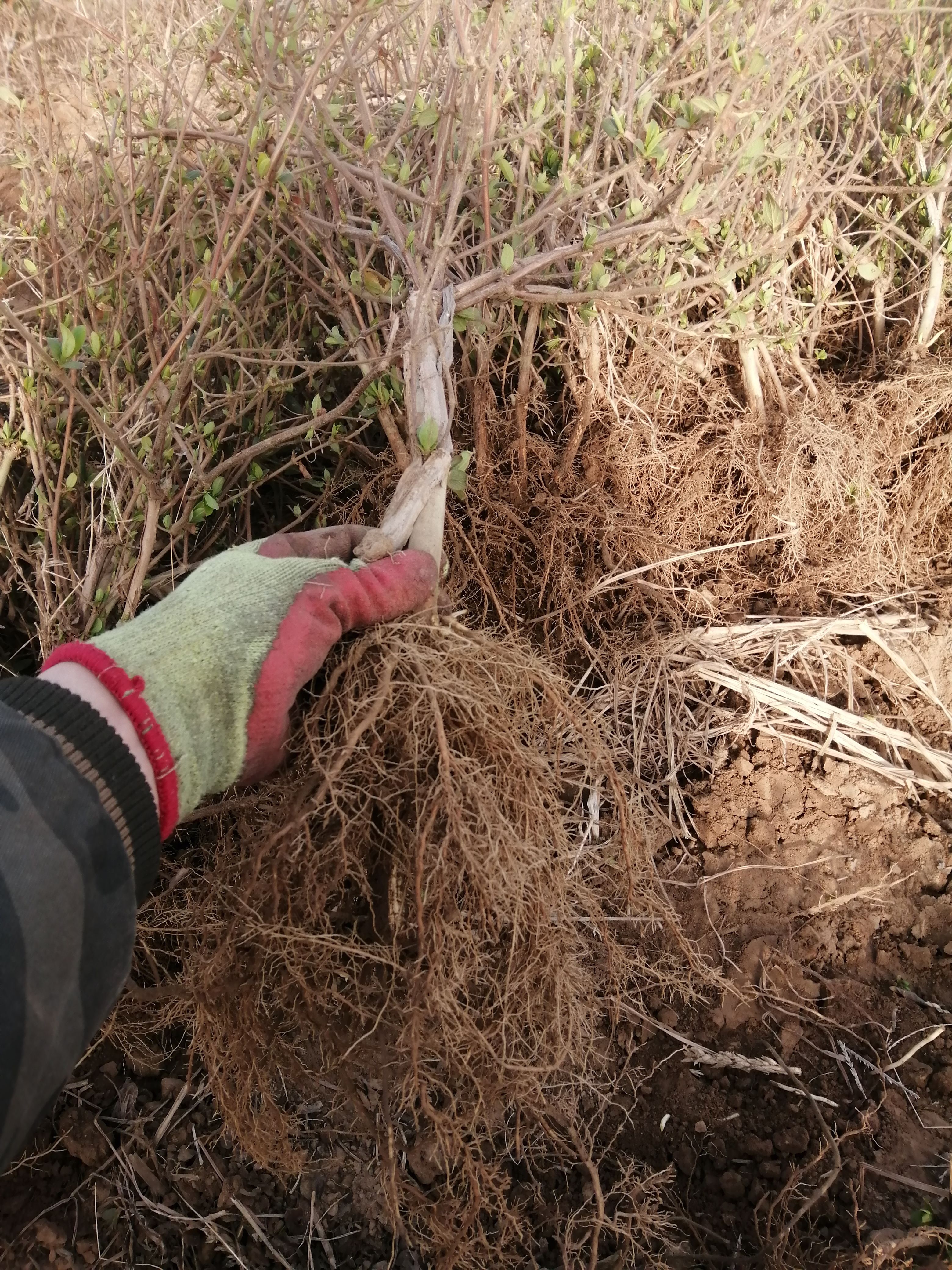 四季金銀花苗 道地樹型四季花原產地直供