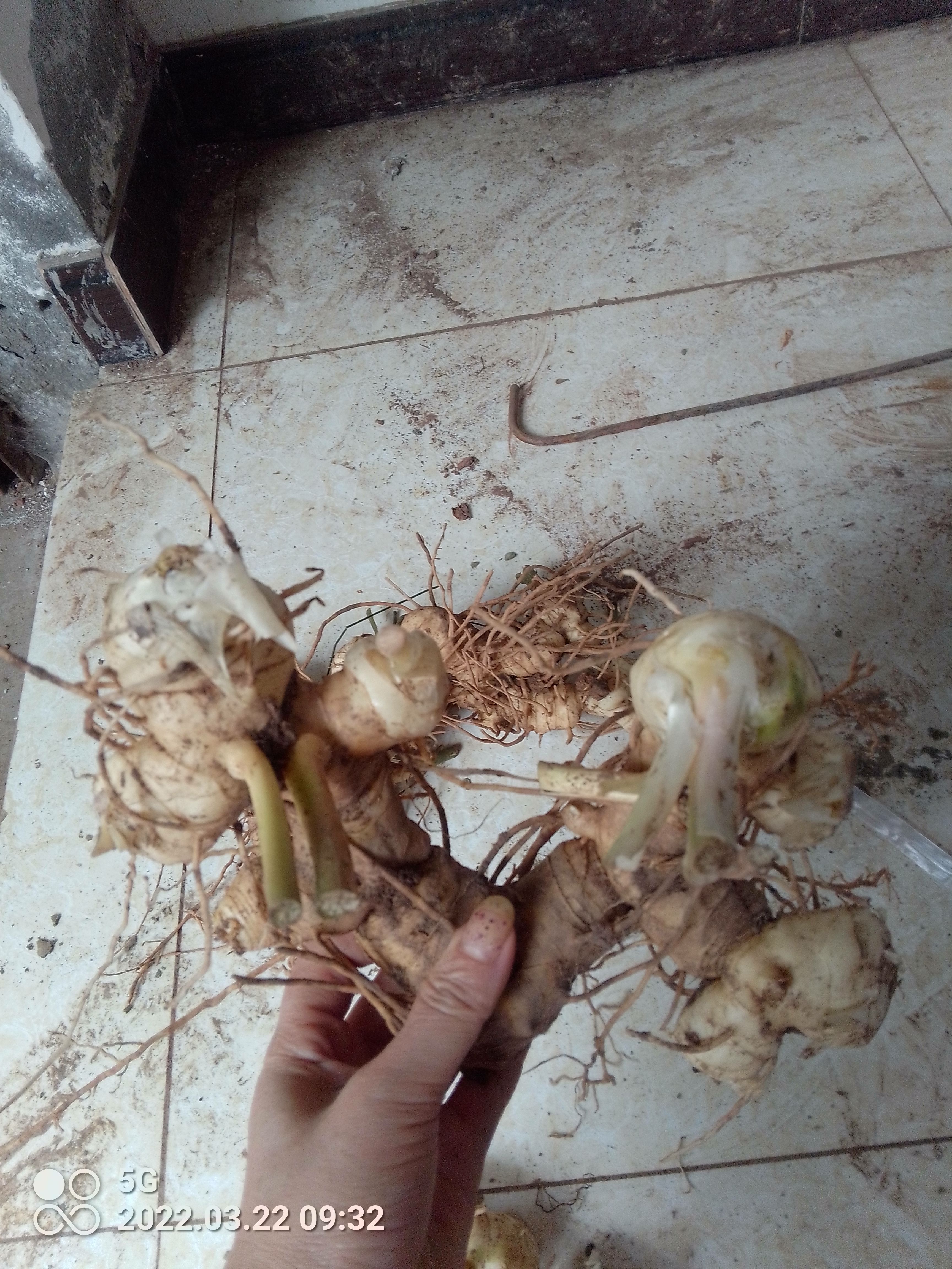 多花姜型不到苗 黄精块茎