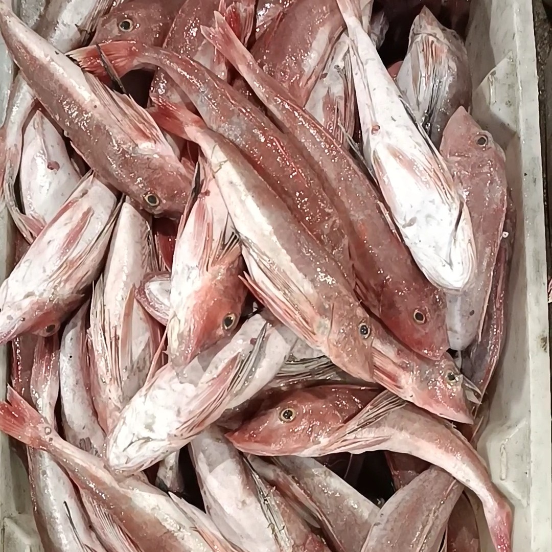 日本红娘鱼图片