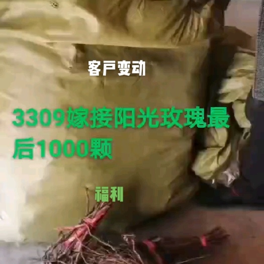 兴城市 3309嫁接阳光玫瑰葡萄苗