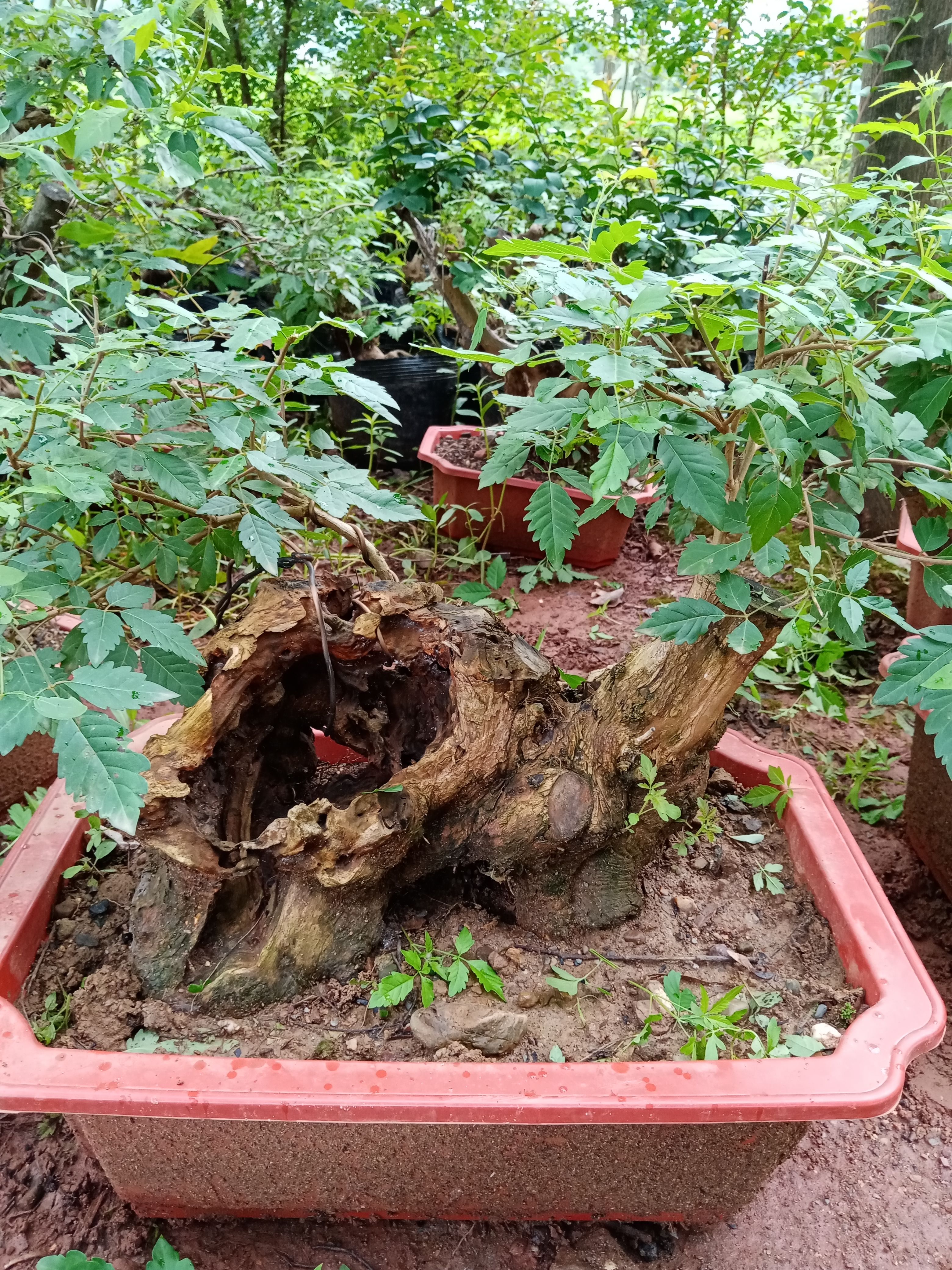 黄荆盆景素材桩，黄荆古桩盆景碳化镂空舍利于一体