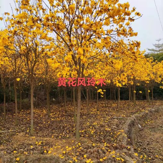南宁黄花风铃木 多花风铃木