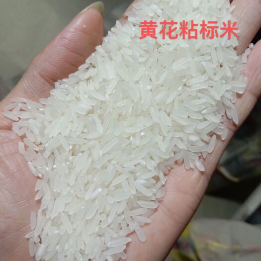钟祥市黄花粘标米，厂家直销，10吨起发，支持混批