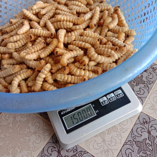 斗米虫，云实树虫