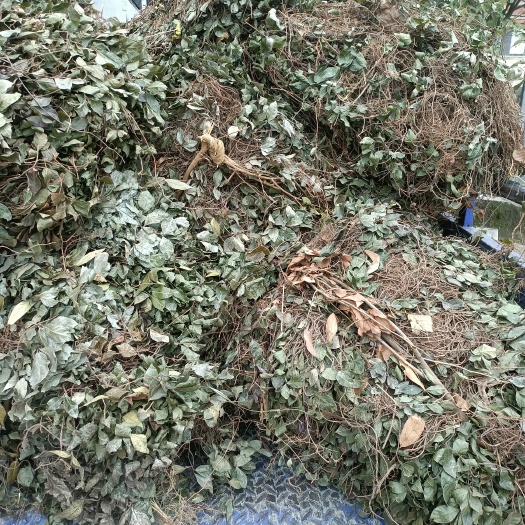 商城县矮地茶新货2024平角木不出林紫金牛叶下红批发零售颜色青