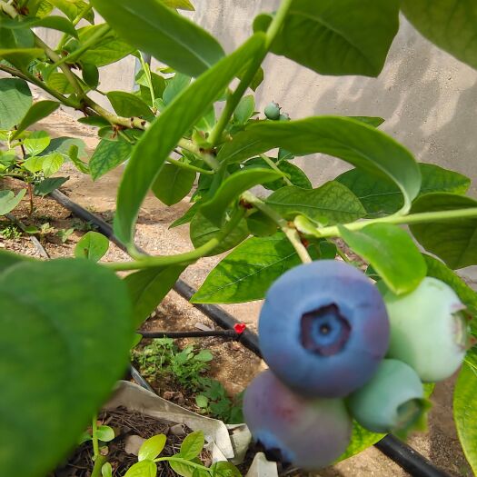 青岛 蓝莓