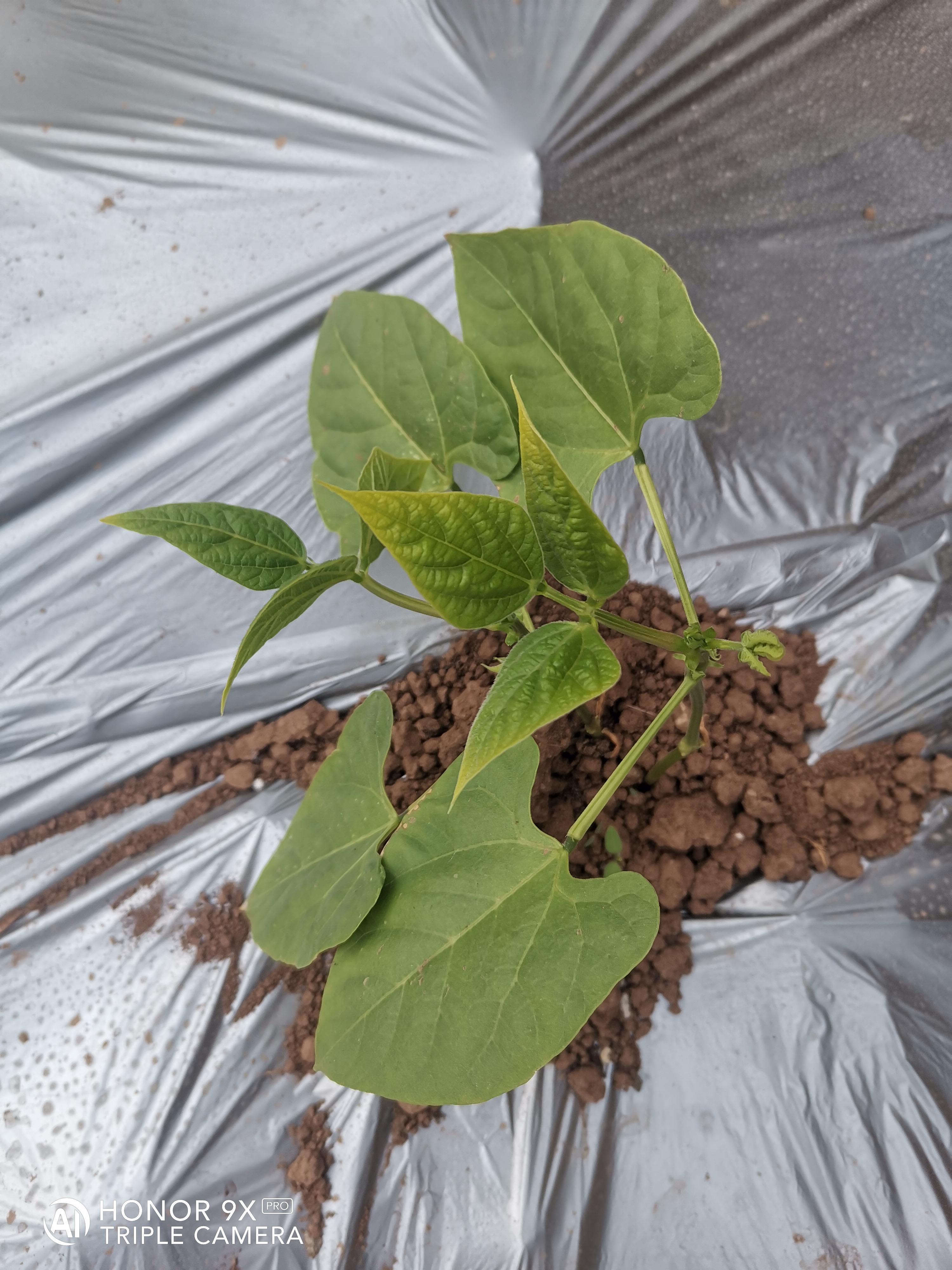 豆角苗期叶面发黄吐出来的新芽叶子也是黄的