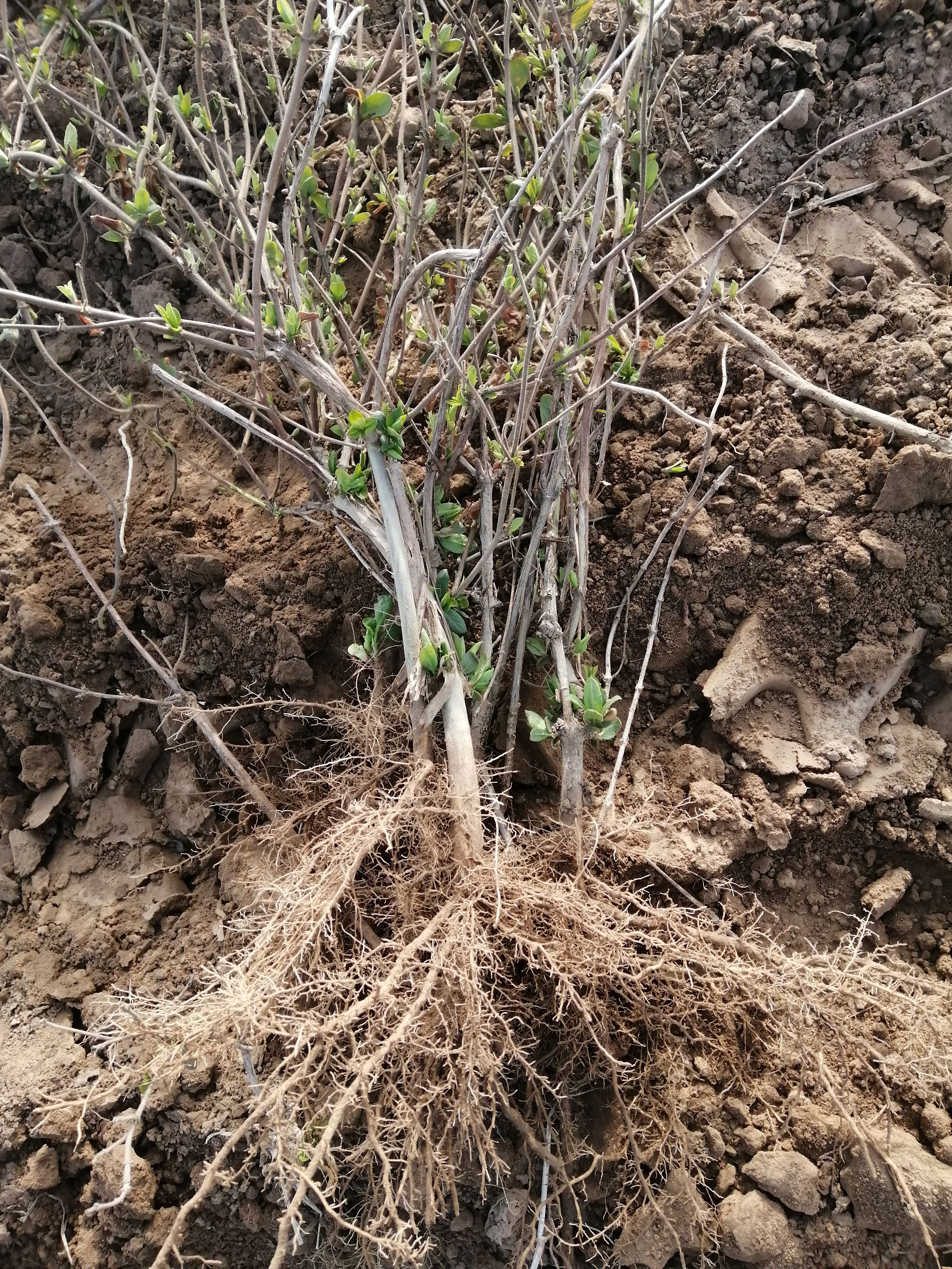 四季金銀花苗 道地樹型四季花原產地直供