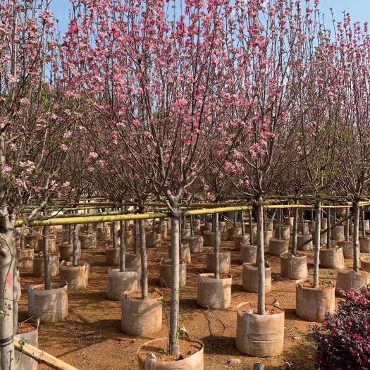 普宁市紫玉兰 荷花玉兰