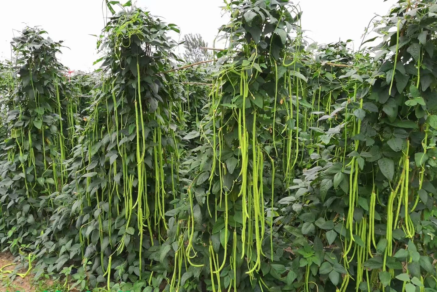 東方市豆角種子  廬山云海豇豆種子，結的多產量高，賣相好賣價高