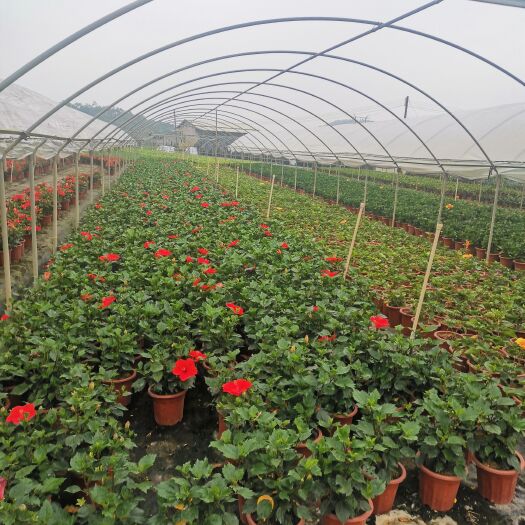 广州朱槿 大红花