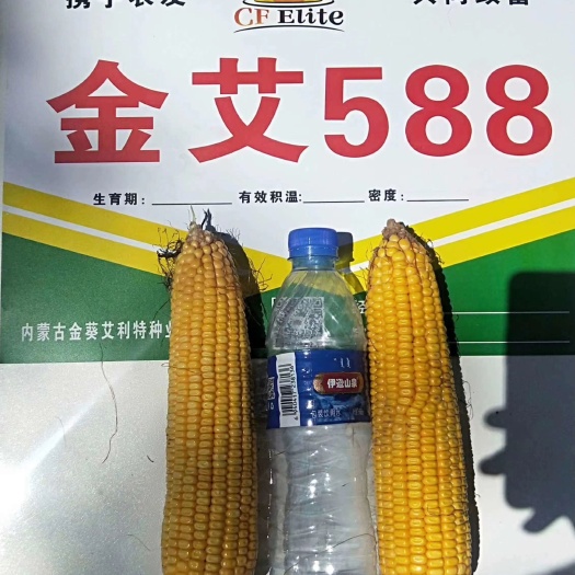 永寿县金艾588 产量高 抗性好 马齿玉米