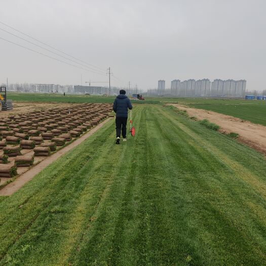 巨野县草坪草皮大量出售四季青