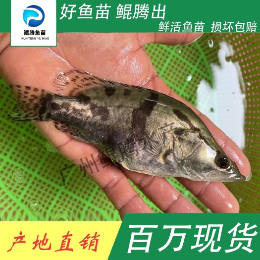 广州桂鱼苗 优选桂花鱼苗 鲲腾鱼苗 好鱼苗鲲腾出 产地直销百万现