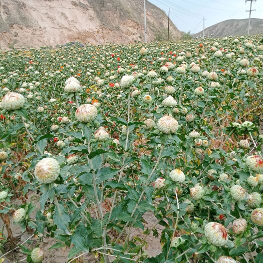 兰州 无刺红花籽