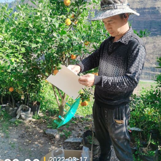 永善县塔罗科血橙 玫瑰橙