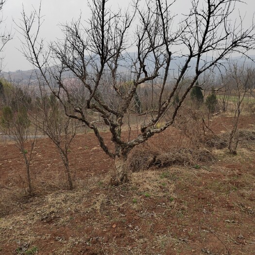 枣庄石榴树苗 石榴树