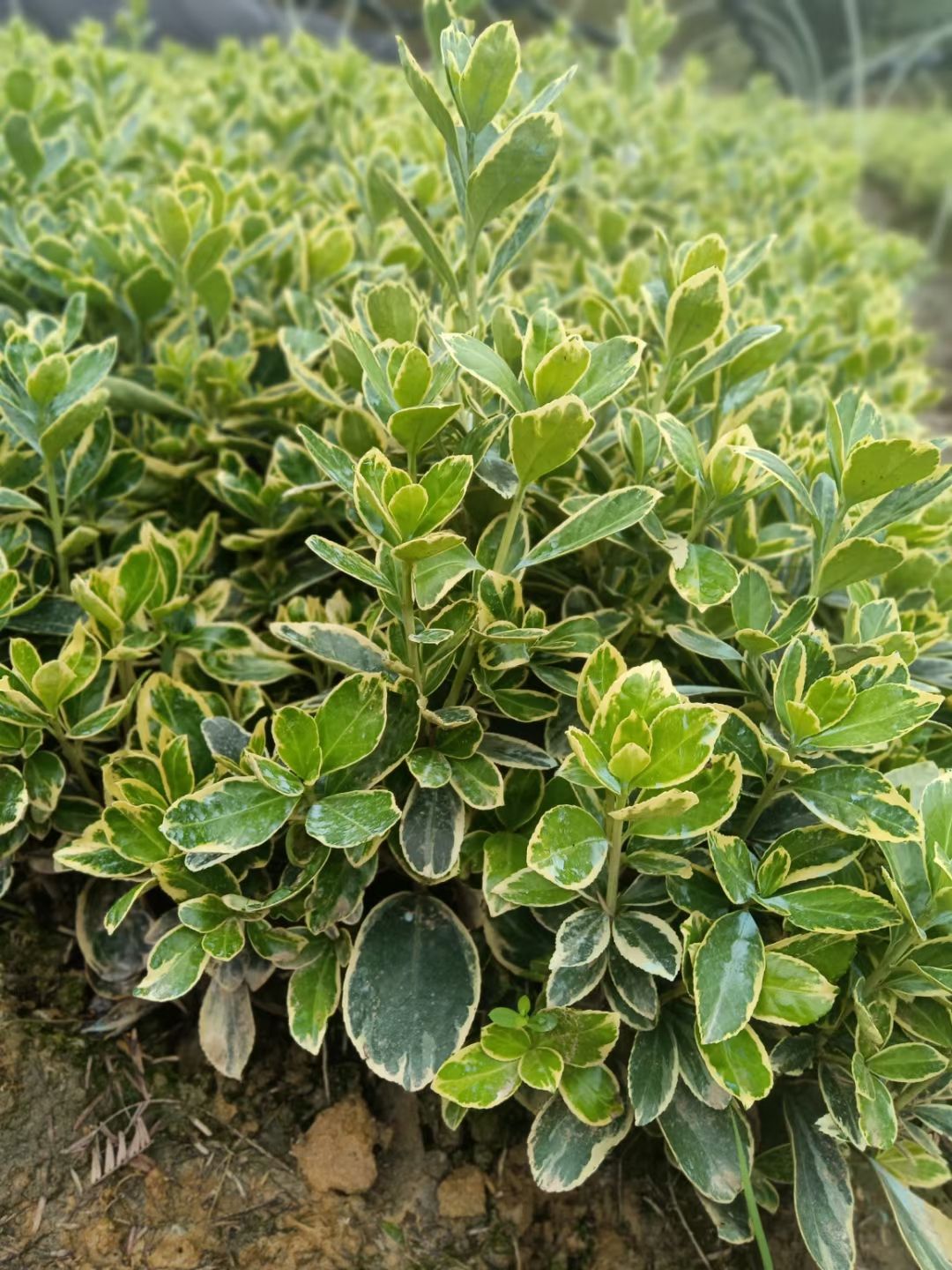 金边黄杨基地直销