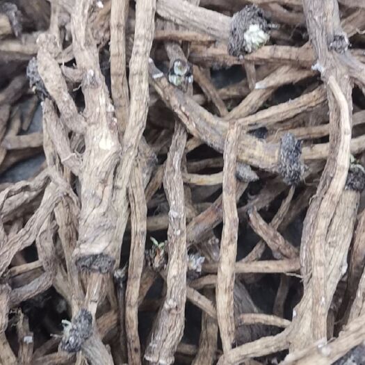 中药材蒲公英  蒲公英根 ，婆婆丁茶，黄花菜，