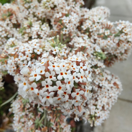 罗甸县2022年染饭花，密蒙花靓货
