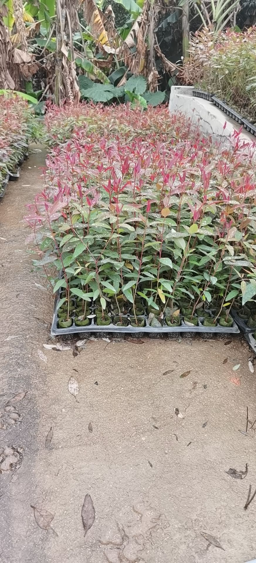 桉树苗广9一29－26