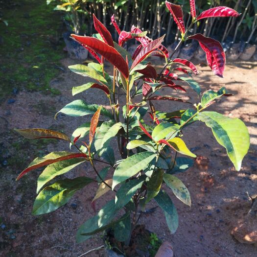东莞市黄金菊 